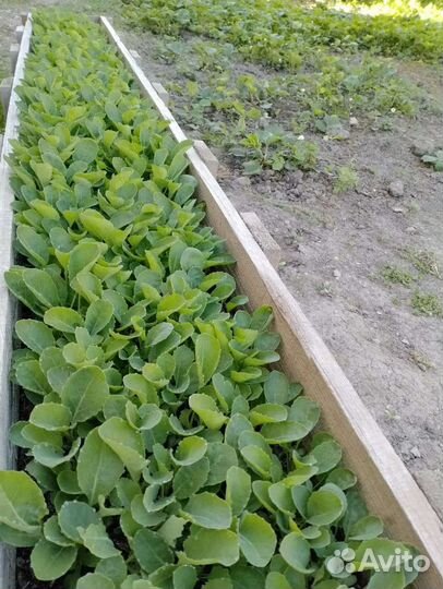 Рассада цветной капусты,баклажан и перец