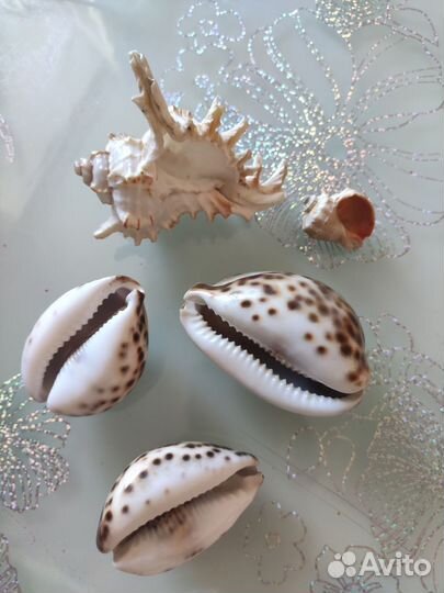 Морские ракушки цена за всё