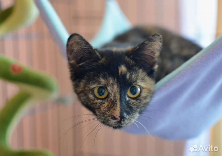 Котенок Мишель в добрые руки