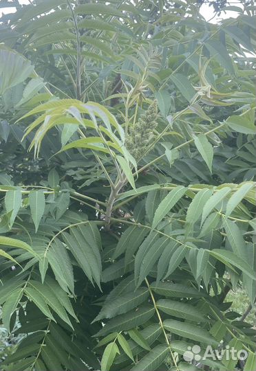 Сумах оленерогий