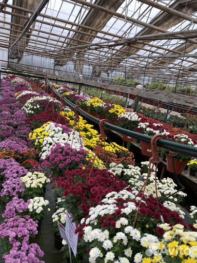 Хризантема в кашпо