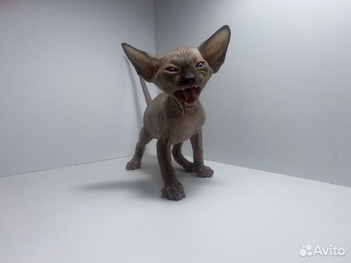 Канадский сфинкс