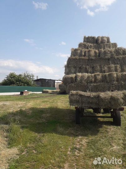 Сено луговое в тюках 23 года