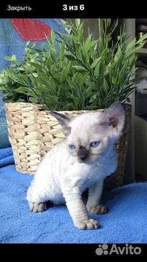 Кошечка куколка девон рекс голубоглазая