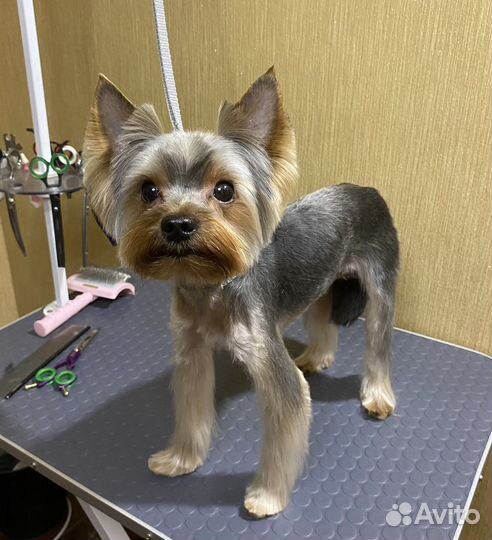 Стрижка собак и кошек / Грумер