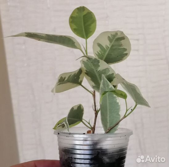 Фикус бенджамина сорт Саманта
