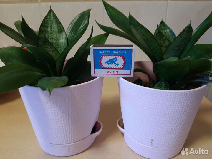 Сансевиерия