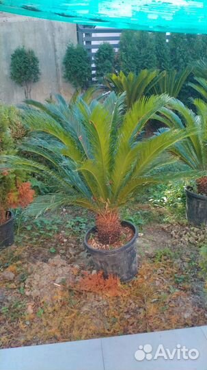 Пальма Цикас