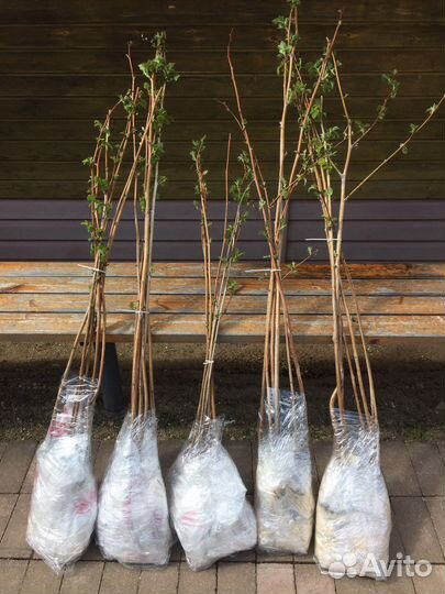 Саженцы малины