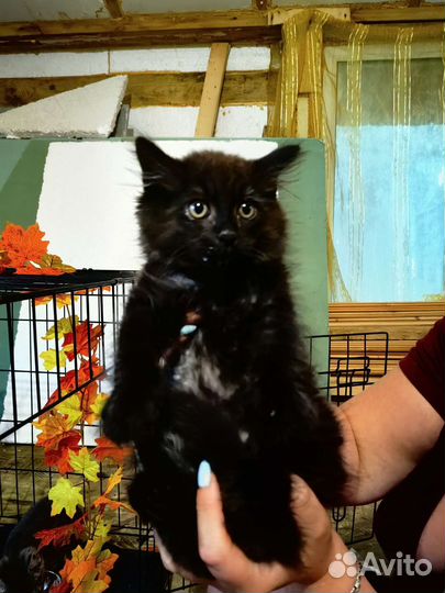 Котенок мальчик в дар