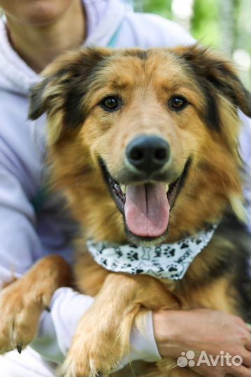 Не родись красивым, Гарик ждет хозяина