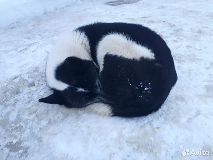 Самая добрая девочка Альмочка ищет дом