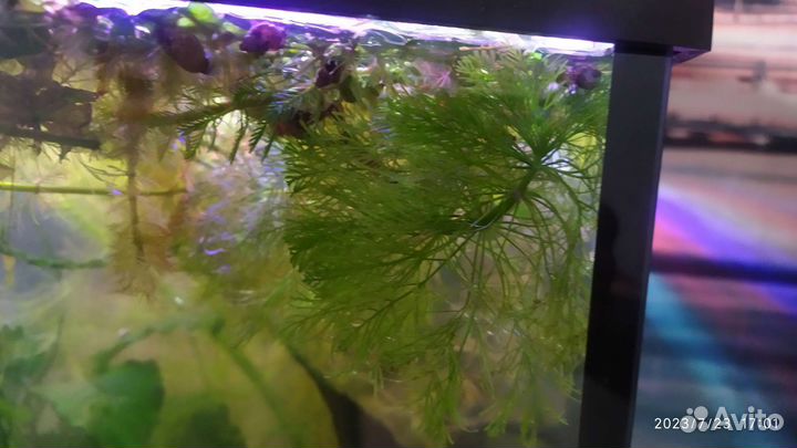 Аквариумные растения бесплатно