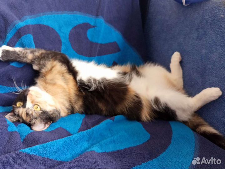 Кошка 1,5 года