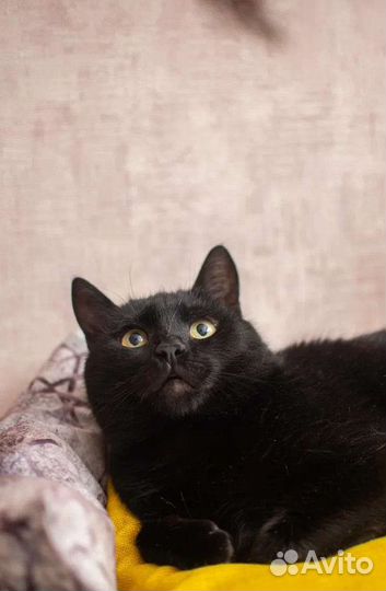 В добрые руки