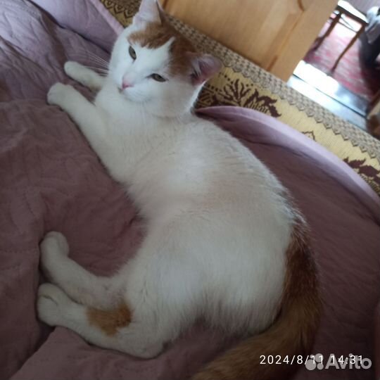 Молодой котик в добрые руки