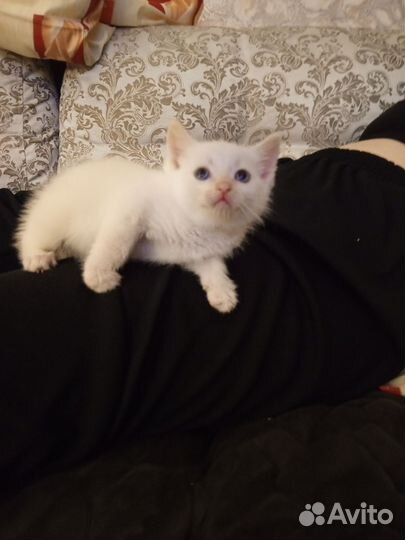 Котенок бесплатно