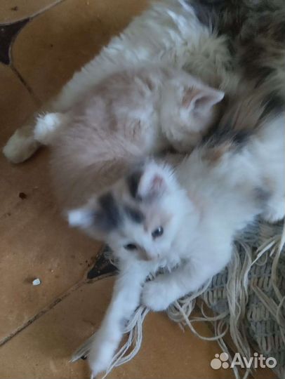 Кошки в добрые руки бесплатно