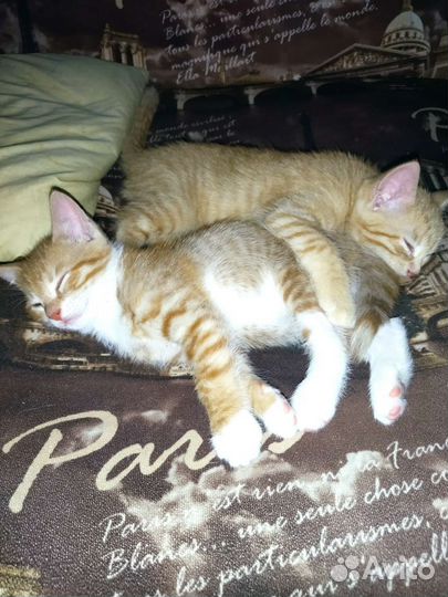 Котята 2 месяца