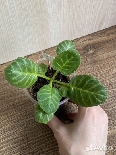 Глоксиния махровая детка «ен Витаминка»