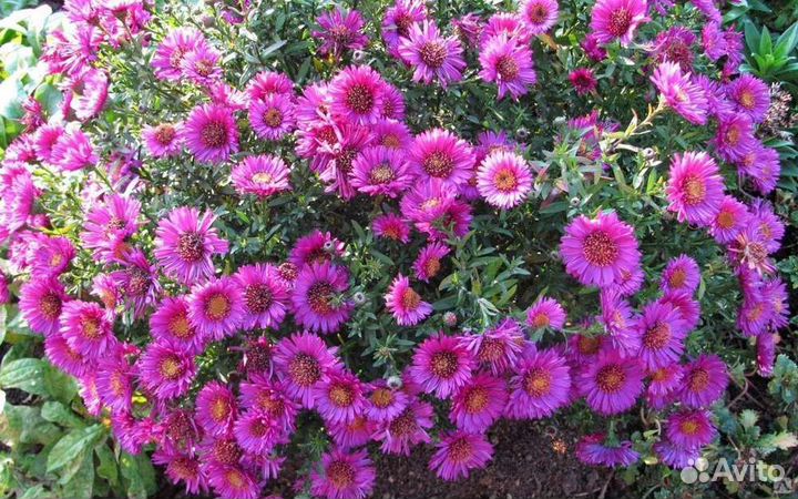 Растения садовые и комнатные