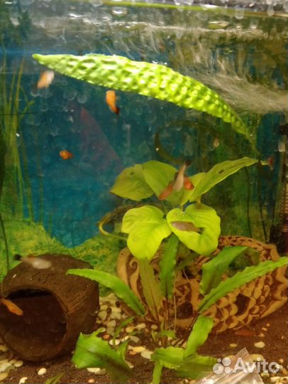 Аквариумные рыбки меченосцы