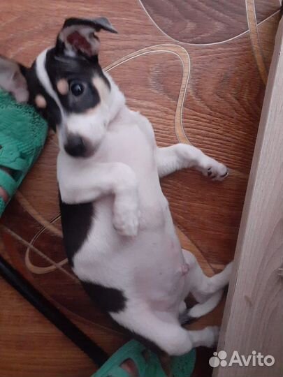 Щенки в добрые руки