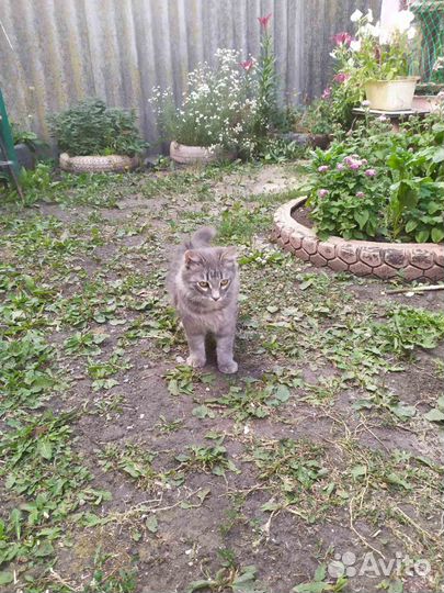 Котик бесплатно