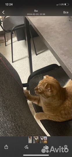 Передержка для кошек и котов