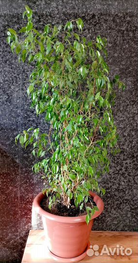 Фикус большой