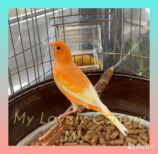 Кенары и канарейки фиорино,певчие,цветные