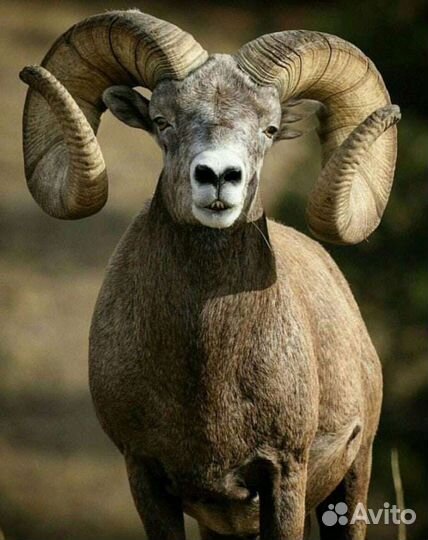 Забой скота