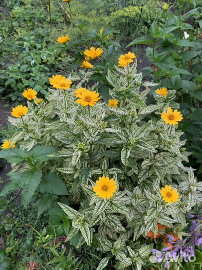 Хризантема, бузульник, Гейхера, колокольч