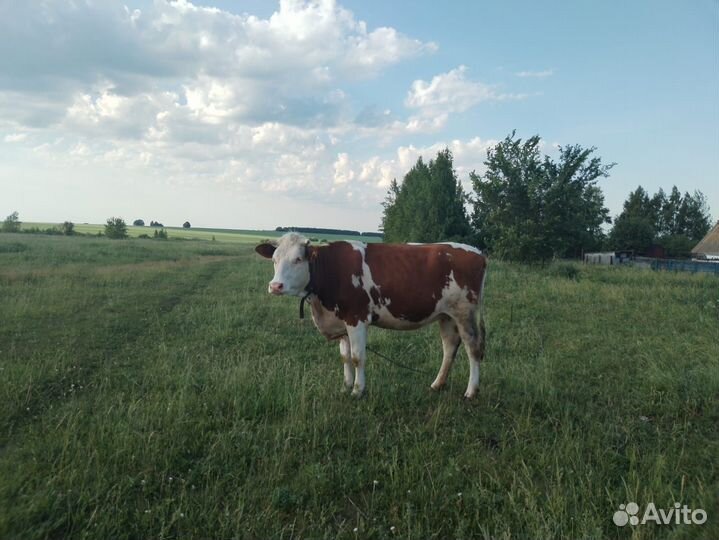 Телки стельные