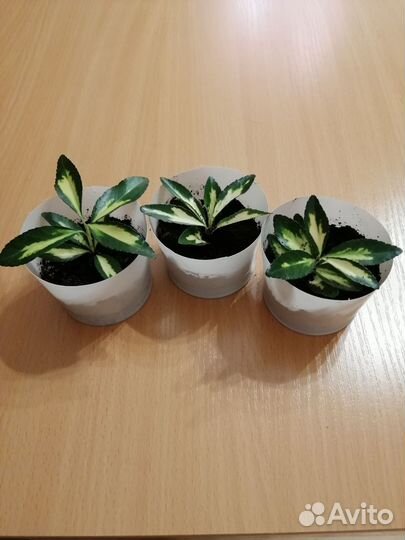 Комнатное растение бересклет японский