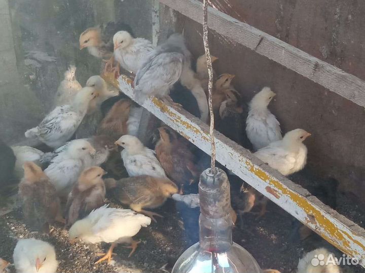 Цыплята трёхнедельные от домашних кур разных пород