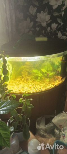 Аквариум 120 литров