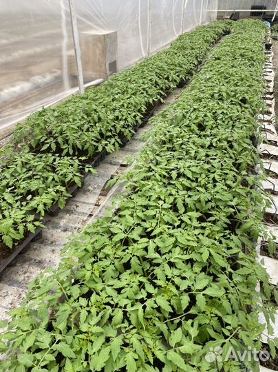 Рассада помидоров