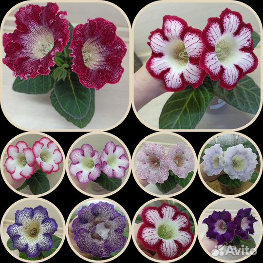 Глоксинии семена колокольчики