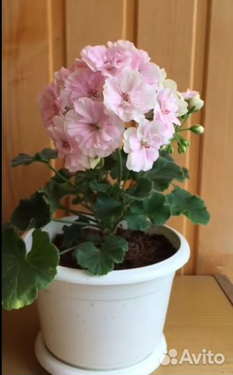 Пеларгония сортовая