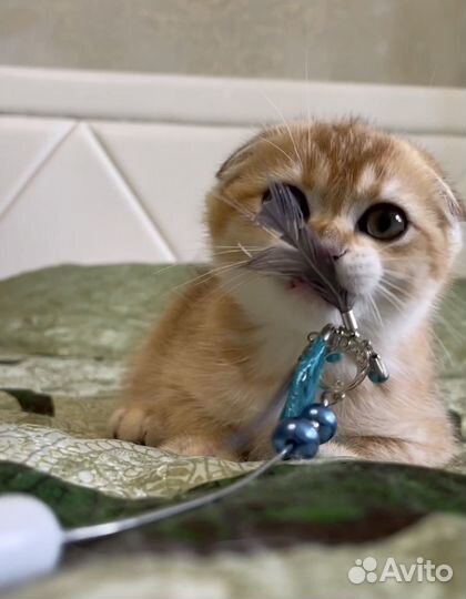 Шотландская золотая шиншилла