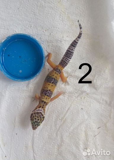 Гекконы эублефары