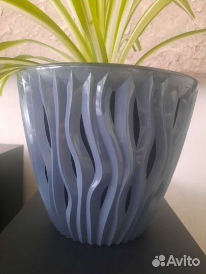 Хлорофитум Виттатум