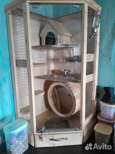 Шиншила + Витрина+++