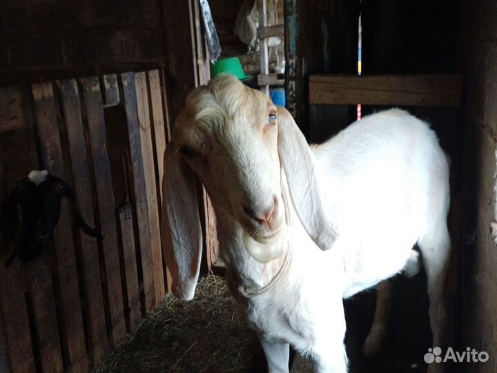 Козёл случка продажа