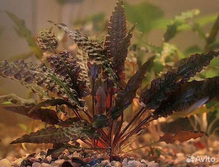 Аквариумные растения