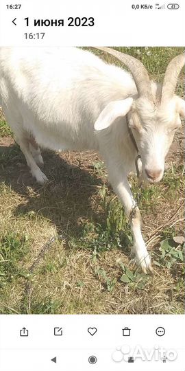 Коза дойная молочная