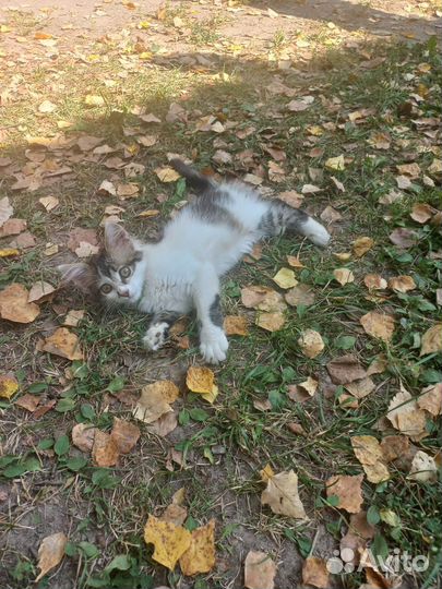 Котёнок в добрые руки