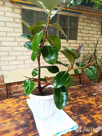 Цветы комнатные разные