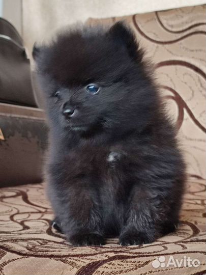 Померанский шпиц щенки
